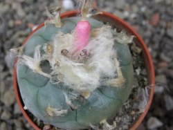 Lophophora williamsii pot 5,5 cm - 12412396