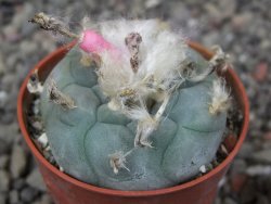 Lophophora williamsii pot 5,5 cm