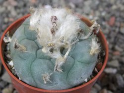 Lophophora williamsii pot 5,5 cm - 12412398