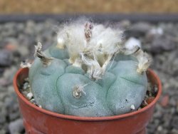 Lophophora williamsii pot 5,5 cm - 12412399