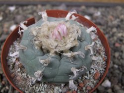 Lophophora williamsii květináč 8 cm - 12412400