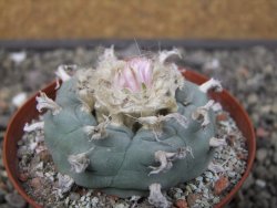 Lophophora williamsii květináč 8 cm - 12412401