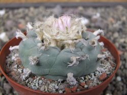 Lophophora williamsii květináč 8 cm - 12412402