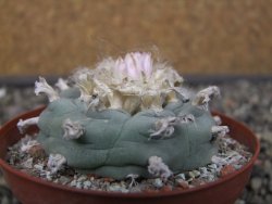 Lophophora williamsii květináč 8 cm - 12412403