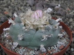 Lophophora williamsii květináč 8 cm