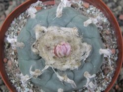 Lophophora williamsii květináč 8 cm - 12412405