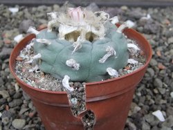 Lophophora williamsii květináč 8 cm - 12412406