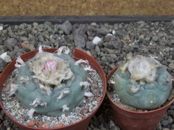 Lophophora williamsii květináč 8 cm - 12412407