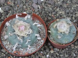 Lophophora williamsii květináč 8 cm - 12412408