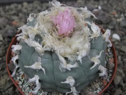 Lophophora williamsii květináč 8 cm
