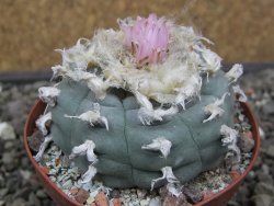 Lophophora williamsii květináč 8 cm - 12412410