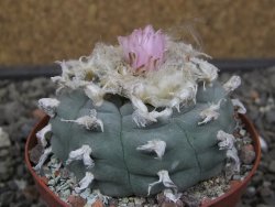 Lophophora williamsii květináč 8 cm - 12412411