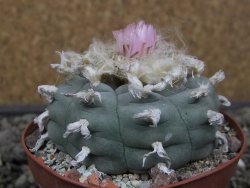 Lophophora williamsii květináč 8 cm - 12412412