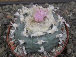 Lophophora williamsii květináč 8 cm - 12412413