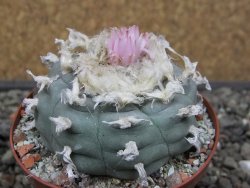 Lophophora williamsii květináč 8 cm - 12412414