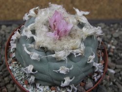 Lophophora williamsii květináč 8 cm - 12412415