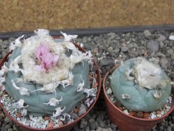 Lophophora williamsii květináč 8 cm - 12412416
