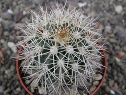 Echinocereus coccineus, květináč 6,5 cm - 12412421