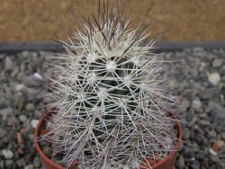 Echinocereus coccineus, květináč 6,5 cm - 12412422
