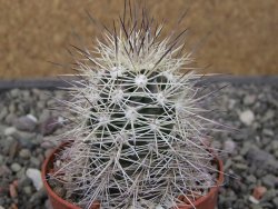 Echinocereus coccineus, květináč 6,5 cm