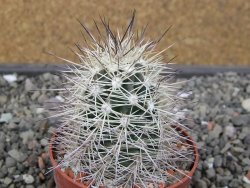 Echinocereus coccineus, květináč 6,5 cm - 12412425