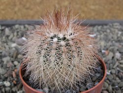 Echinocereus baileyi DJF 1327 Medicine Park květináč 6,5 cm - 12412426