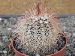 Echinocereus baileyi DJF 1327 Medicine Park květináč 6,5 cm - 12412428