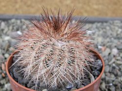 Echinocereus baileyi DJF 1327 Medicine Park květináč 6,5 cm - 12412430