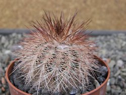 Echinocereus baileyi DJF 1327 Medicine Park květináč 6,5 cm - 12412431