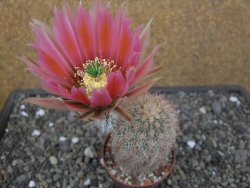 Echinocereus dasyacanthus, pot 6,5 cm