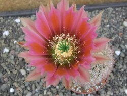 Echinocereus dasyacanthus, pot 6,5 cm - 12412438