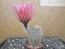 Echinocereus dasyacanthus, pot 6,5 cm - 12412440