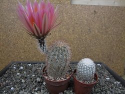 Echinocereus dasyacanthus, pot 6,5 cm - 12412441