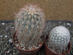Echinocereus dasyacanthus, pot 6,5 cm - 12412443