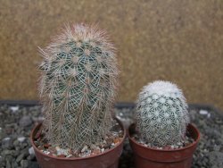 Echinocereus dasyacanthus, pot 6,5 cm - 12412444