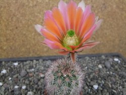 Echinocereus dasyacanthus, pot 5,5 cm