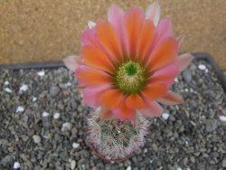 Echinocereus dasyacanthus, pot 5,5 cm - 12412433