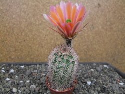Echinocereus dasyacanthus, pot 5,5 cm - 12412434
