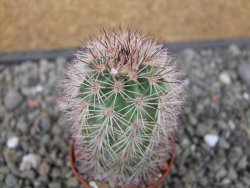 Echinocereus dasyacanthus, pot 5,5 cm - 12412435