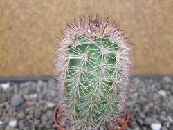 Echinocereus dasyacanthus, pot 5,5 cm - 12412436