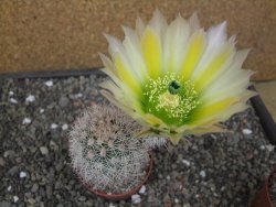 Echinocereus dasyacanthus, pot 6,5 cm