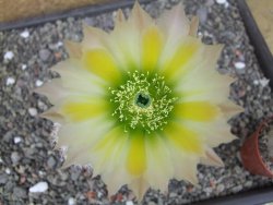 Echinocereus dasyacanthus, pot 6,5 cm - 12412446