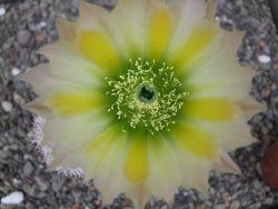 Echinocereus dasyacanthus, pot 6,5 cm - 12412447