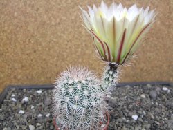 Echinocereus dasyacanthus, pot 6,5 cm - 12412448