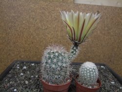Echinocereus dasyacanthus, pot 6,5 cm - 12412449