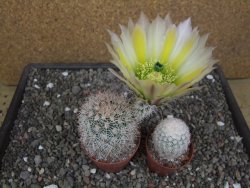 Echinocereus dasyacanthus, pot 6,5 cm - 12412450