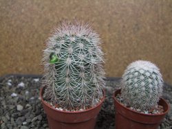 Echinocereus dasyacanthus, pot 6,5 cm - 12412451