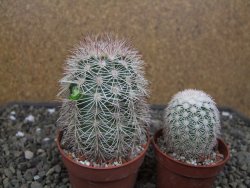 Echinocereus dasyacanthus, pot 6,5 cm - 12412452