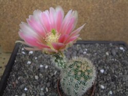 Echinocereus dasyacanthus, pot 6,5 cm