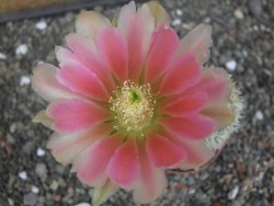 Echinocereus dasyacanthus, pot 6,5 cm - 12412454